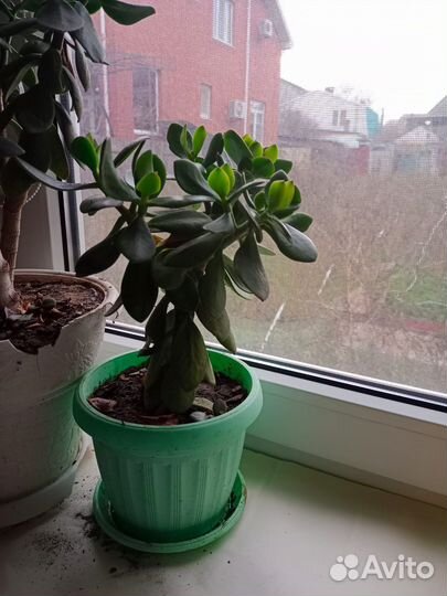 Денежное дерево толстянка крассула