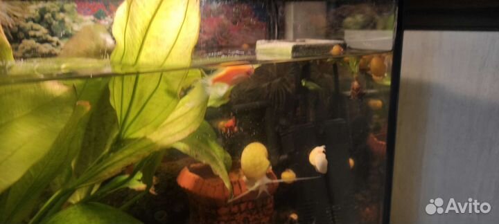 Аквариум