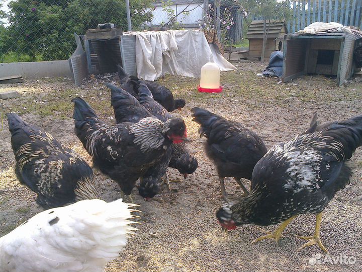 Молодые петушки