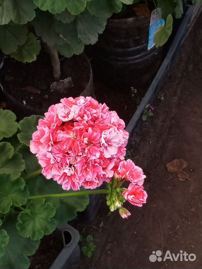 Герань пеларгония