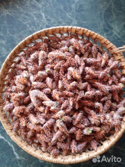 Сосновые почки