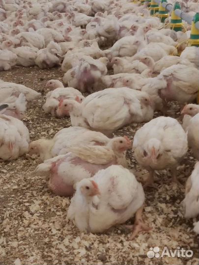 Цыплята бройлеры кобб 500