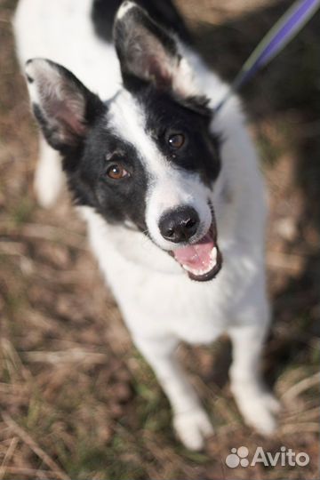 Собака Мустанг небольшого размера ищет дом