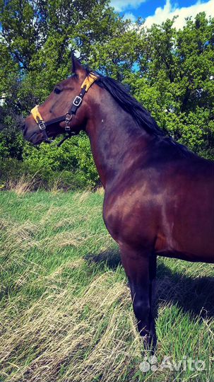 Кастрация жеребцов (лошади и пони), стоя