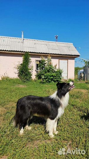 Бордер колли для вязки
