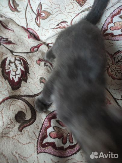 Отдам кота