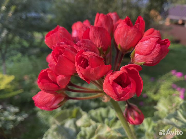 Пеларгонии тюльпанки