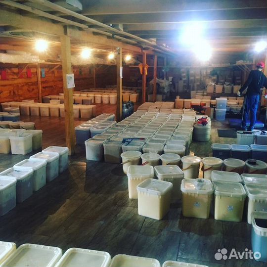 Мёд из Донника. Урожай 2022 года