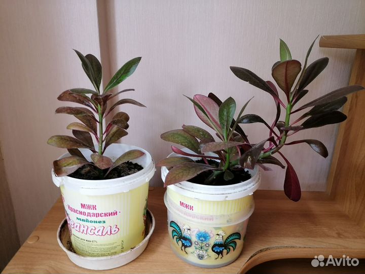 Синадениум