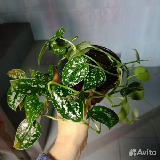 Сциндапсус сортовой