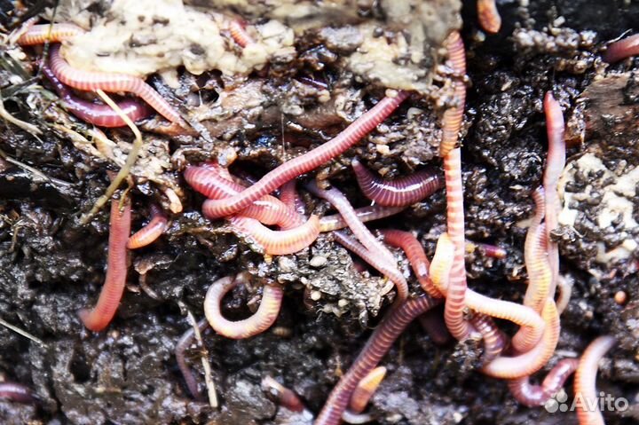 Калифорнийские черви для биогумуса