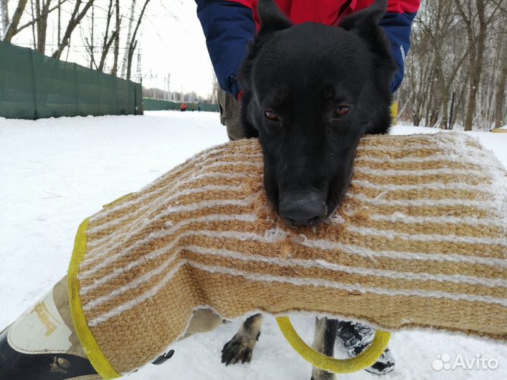 Передержка, дрессировка с передержкой