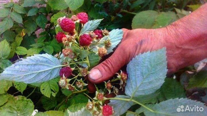 Рассада малины