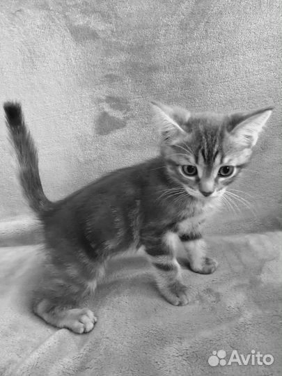 Котята