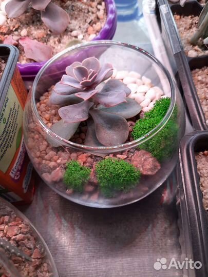 Мини флорариум круглый с суккулентом на заказ