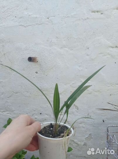 Пальма Трахикарпус