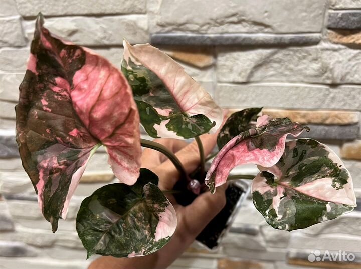 Сингониум galaxy strawberry ICE