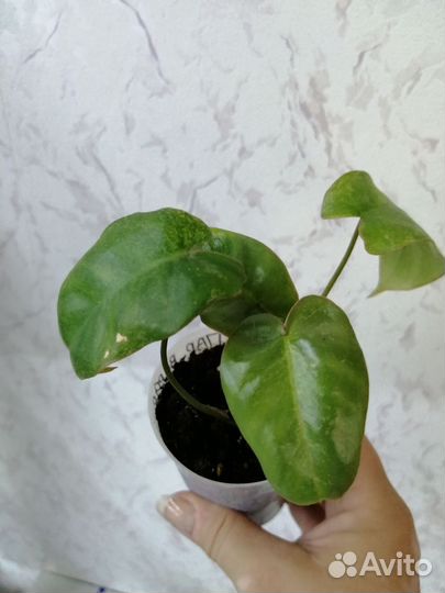 Филодендрон