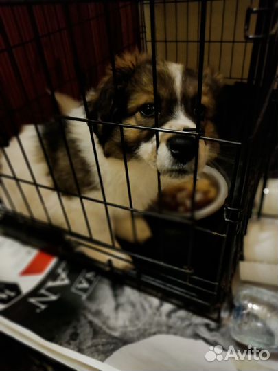 Пушистый щенок