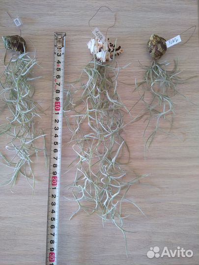 Тилландсии (мини) ч.3