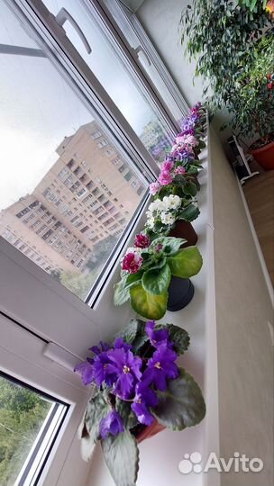 Фикусы, фиалки, шлюмбергеры, Орхидея, хои