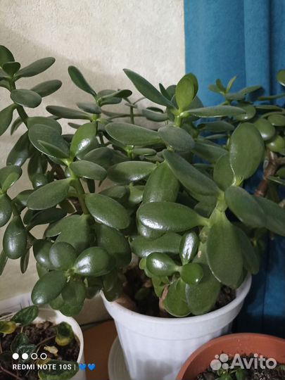 Денежное дерево 