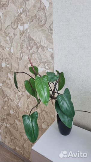 Комнатные цветы шеффлера, драцена, филодендрон