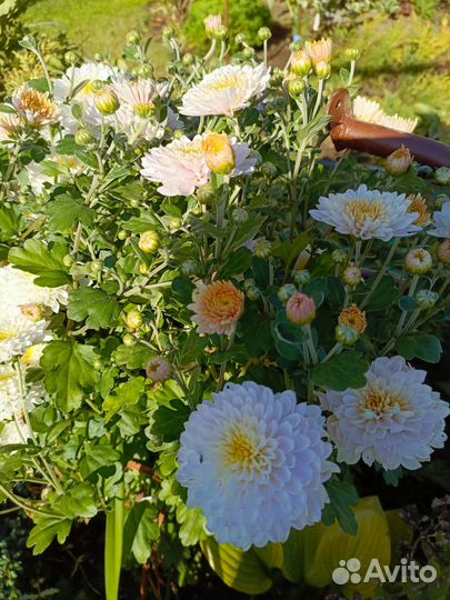 Хризантемы