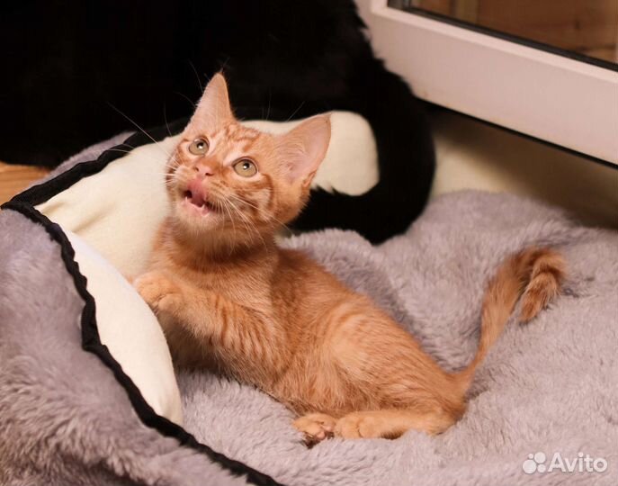 Рыжий котенок в добрые руки бесплатно