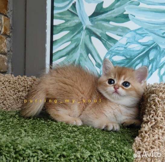 Золотая шиншилла, ny11,ny12, бронь по договору