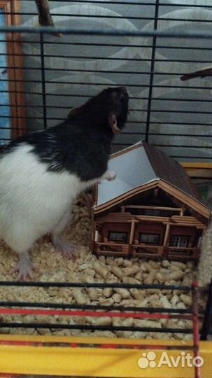 Спаривания девочки