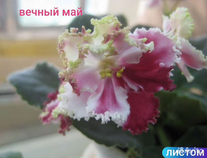 Фиалки сортовые (листом)