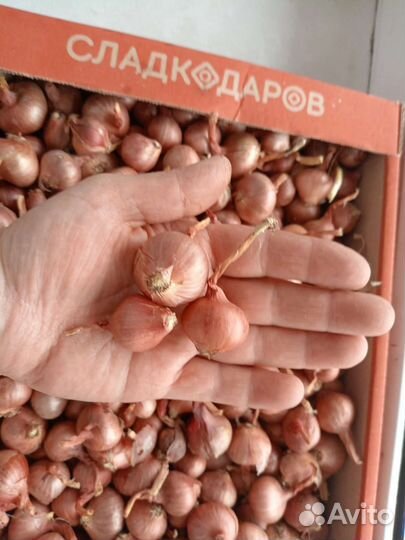 Лук семейный