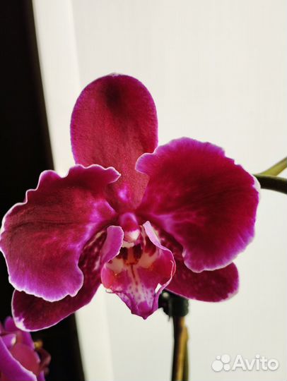 Семена Орхидеи