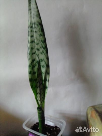 Сансевиерия