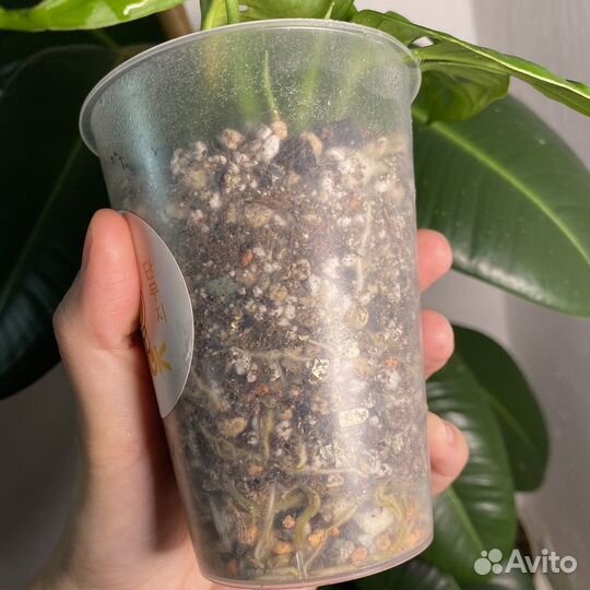 Монстера манки маск