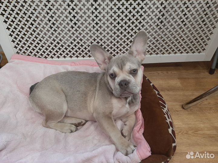 Французский бульдог