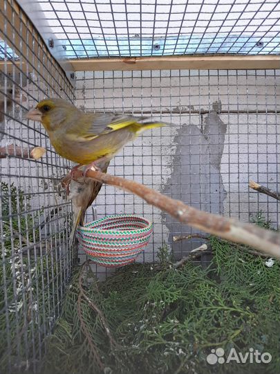 Певчие птицы Зеленушки, Щегол, Чиж