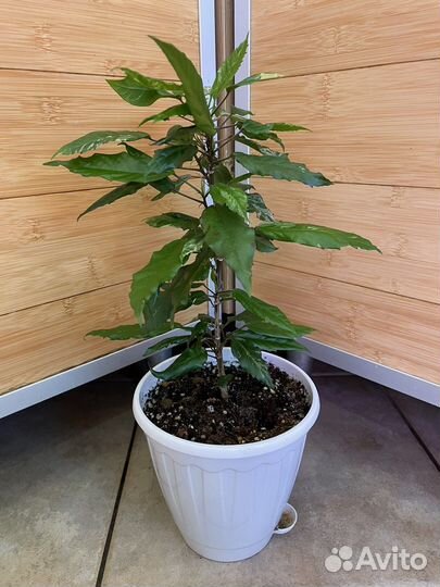 Разные цветочки