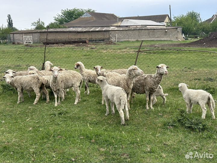 Овцы бараны ягнята