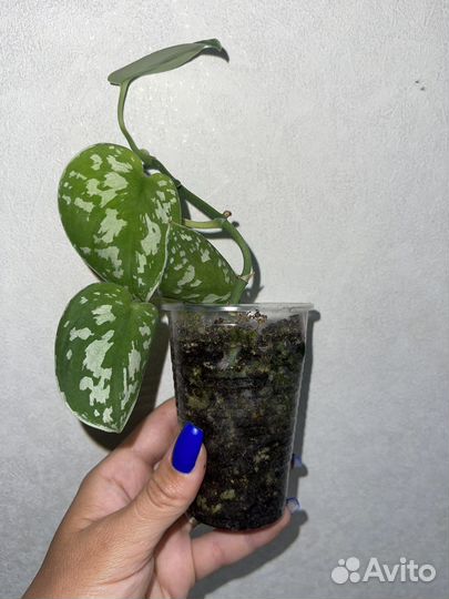 Маранта Бьюти Ким, Сциндапсус треби, Дисхидия