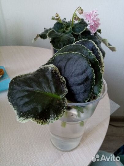 Фиалка розовая акварель