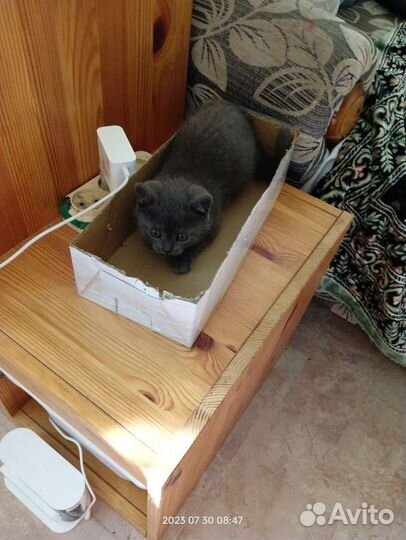 Британские котята девочка