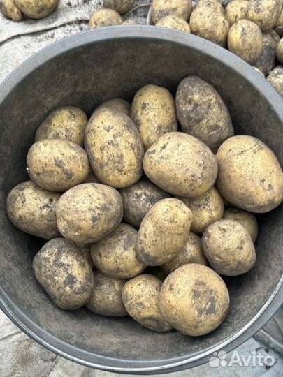 Картофель деревенский