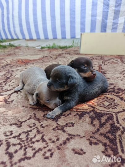 Той-терьер щенки