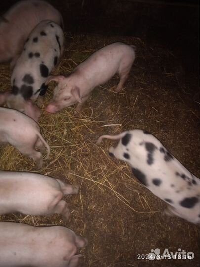 Поросята, 1,5мес