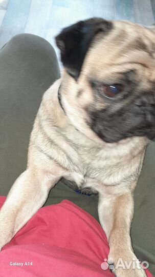 Собака мопс