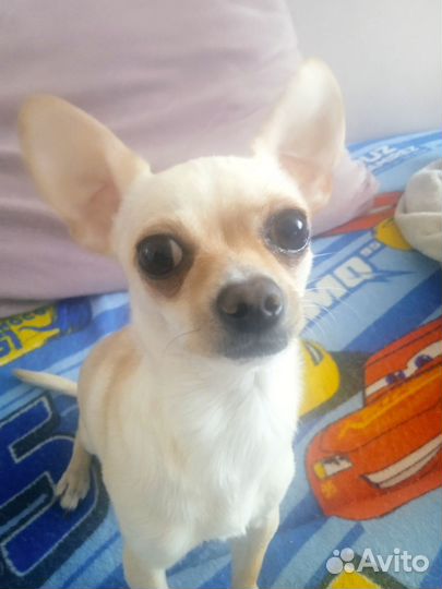 Чихуахуа мини вязка