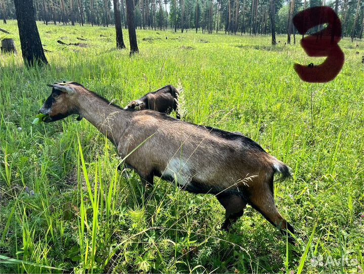 Коза дойная