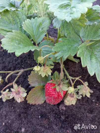 Рассада клубники окс